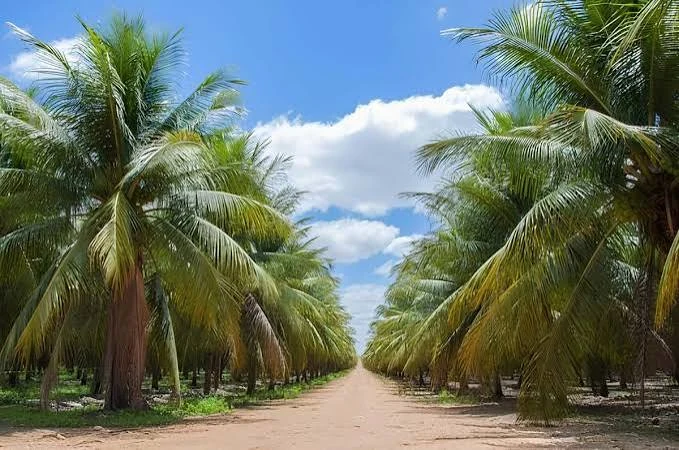 Fileiras de coqueiros em área produtiva