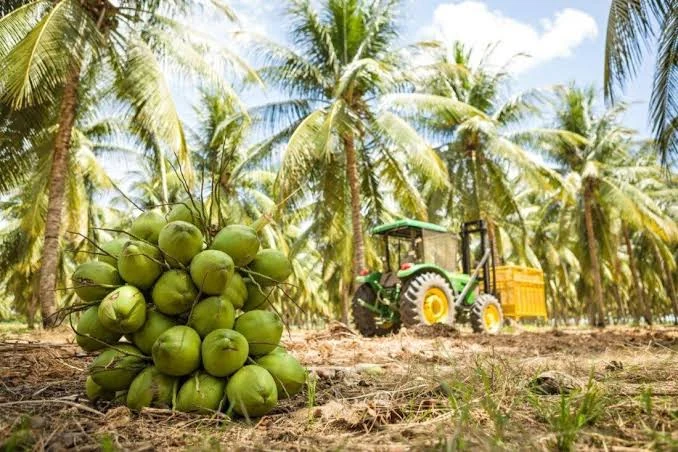 Cocos verdes e trator em área de produção
